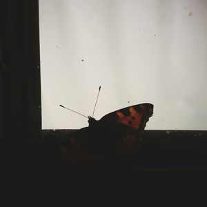 View of tree against sky