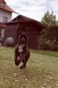 Portrait of dog running on grass