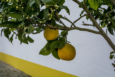 Low angle view of citrus fruits growing on tree against wall