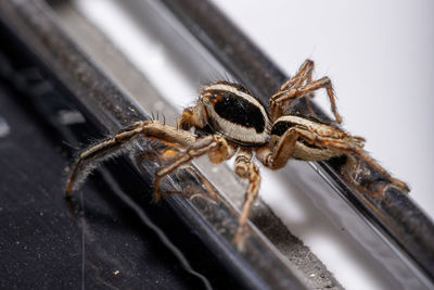 Close-up of spider