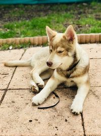 Dog looking away on footpath