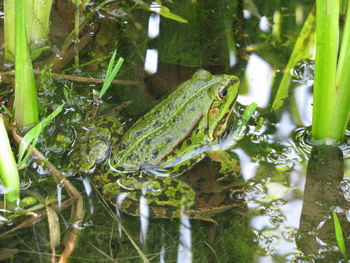 View of frog in lake