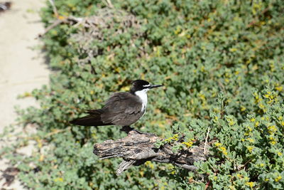 Bird perching on a plant