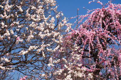 Low angle view of tplum ree