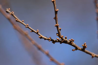 Low angle view of flowering plant against sky