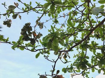 Low angle view of tree branch against sky