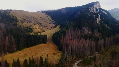 Panoramic view of pine trees in forest against sky