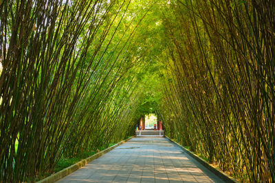 Footpath amidst trees in forest