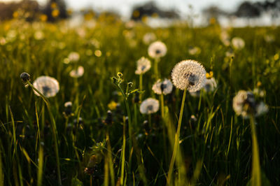 Close-up of dandelion flowers in field