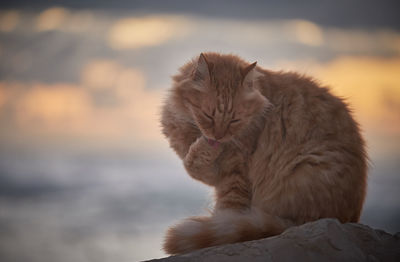 Close-up of a cat