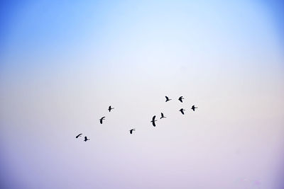 Low angle view of birds flying in the sky