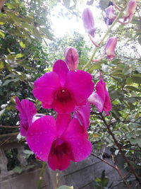 Close-up of pink flowers blooming on tree