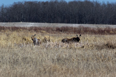 View of deer in the forest