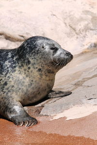 Close-up of sea lion on sand at beach
