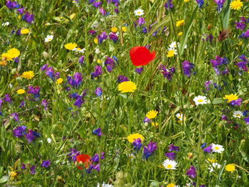 Close-up of purple flowers blooming in field