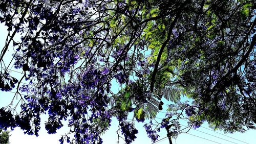 Low angle view of flower tree against sky