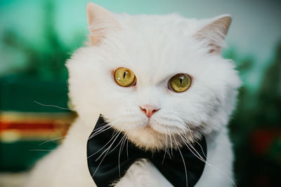 Close-up portrait of white cat