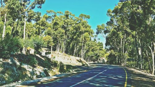 Empty road along trees