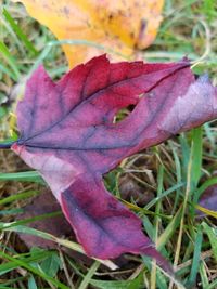 Close-up of autumn leaf