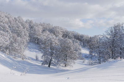 Snow covered trees against sky