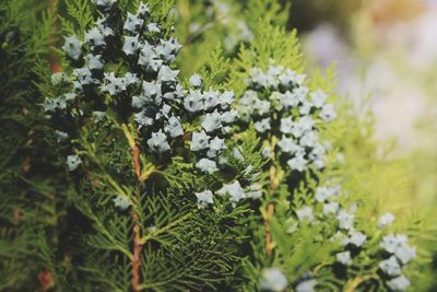 Close-up of white flowering plants on field