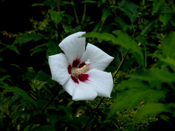 Close-up of pink flower