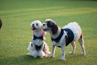 View of dogs on field