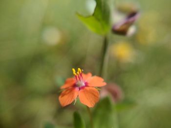 Close-up of insect on flower