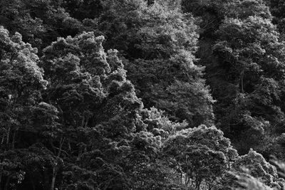 High angle view of trees in forest