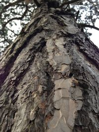 Low angle view of tree trunk