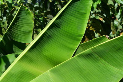 Full frame shot of green leaves