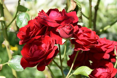 Close-up of red rose flowers