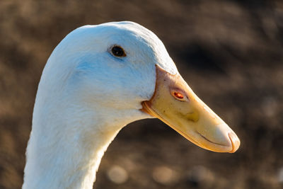 Close-up of swan