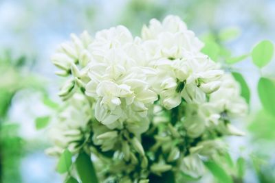 Close-up of white flowering plant