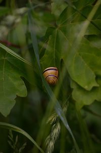 Close-up of snail on plant