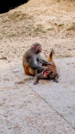 Monkey sitting on the ground