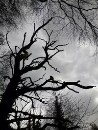 Low angle view of silhouette tree against sky