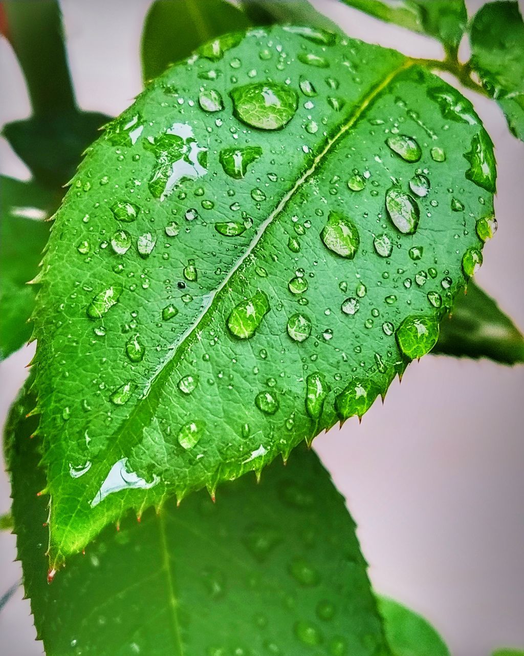 drop, water, wet, green color, close-up, leaf, plant part, nature, growth, no people, plant, day, focus on foreground, freshness, rain, beauty in nature, outdoors, leaf vein, raindrop, rainy season, dew, purity, leaves