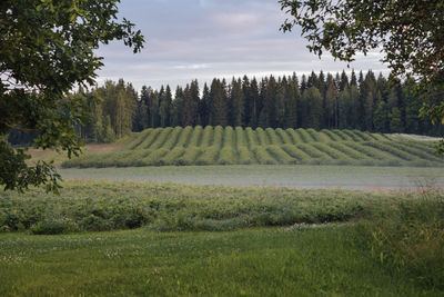 Scenic view of trees on field against sky