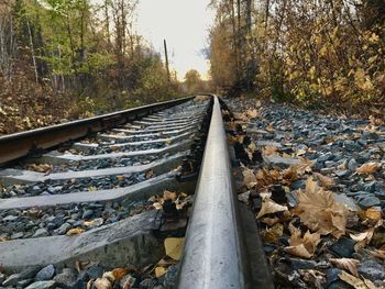 Surface level of railroad track amidst trees in forest