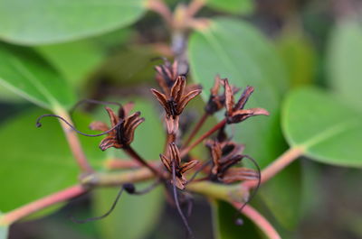 Close-up of flowering plant