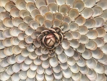 Full frame shot of animal shells