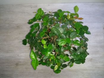 High angle view of green plant on table