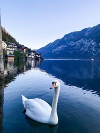 Swan swimming in lake against mountains