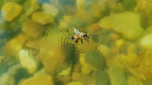 Close-up of spider