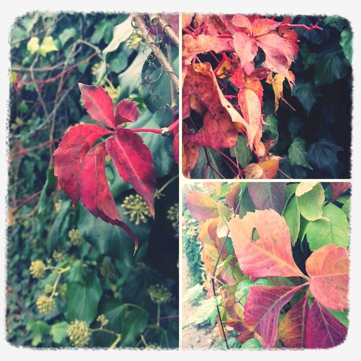 transfer print, auto post production filter, leaf, autumn, growth, red, change, close-up, plant, nature, season, leaves, outdoors, day, beauty in nature, maple leaf, no people, dry, branch, tranquility