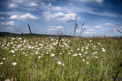 Scenic view of flowering plants on field against sky