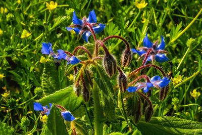 Close-up of purple flowering plants