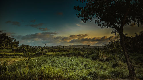 Scenic view of field against sky during sunset