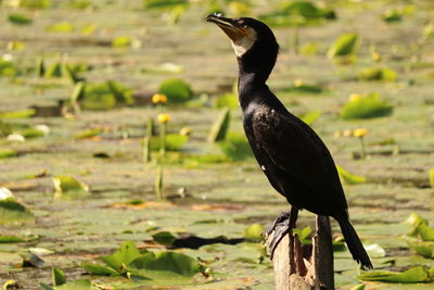 Close-up of a bird on field